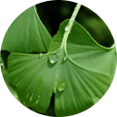 Hoja de Ginkgo Biloba